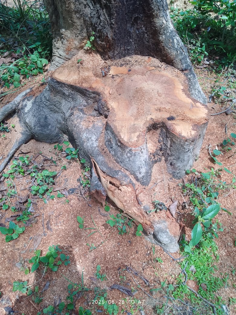 जगतपुर में अवैध कटान का खुलासा – ठेकेदारों की दबंगई और वन विभाग की चुप्पी