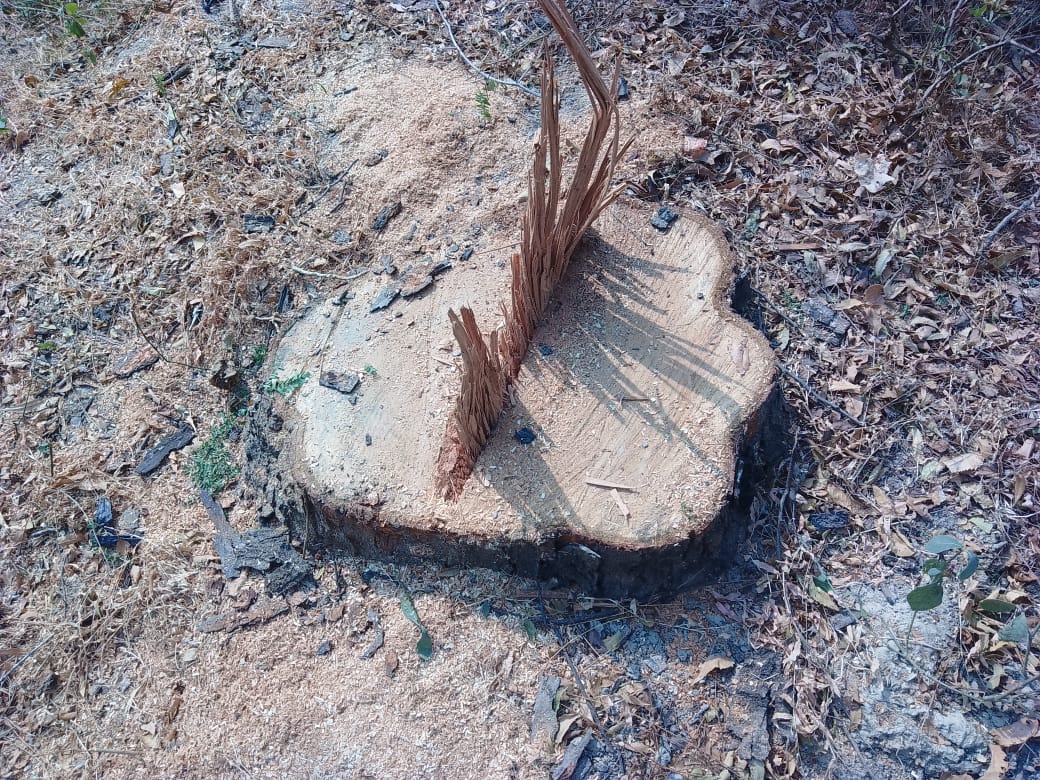 डलमऊ में अवैध कटान का खेल – ठेकेदार की दबंगई और वन विभाग की चुप्पी