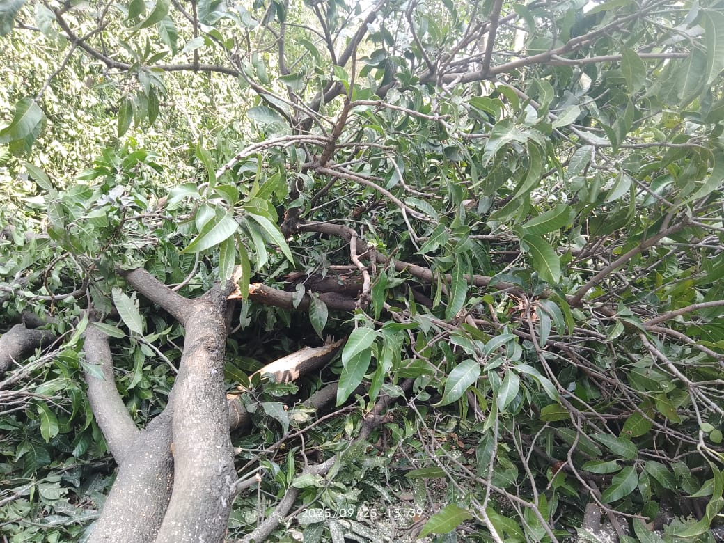 जगतपुर थाना क्षेत्र में धड़ल्ले से हो रहा अवैध कटान,