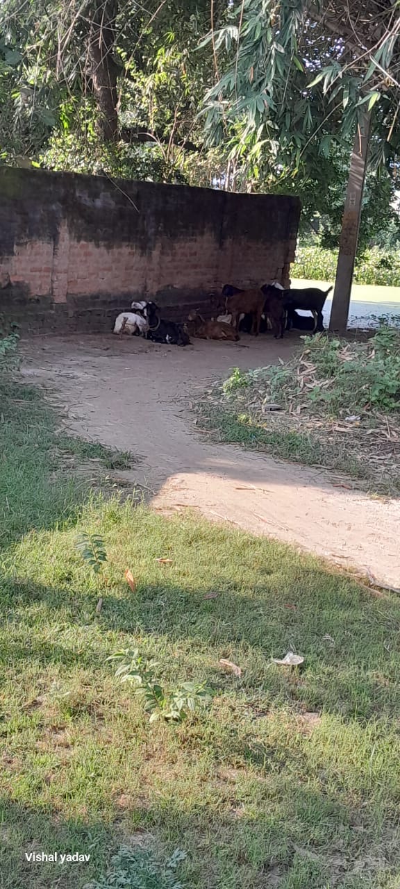 रायबरेली: नजरवा तालाब किनारे आम रास्ते पर कब्जा, बकरियाँ बांधने से जनता परेशान