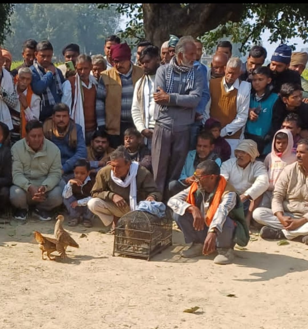 संतोषी मां तिराहा गोपालपुर में तीतर–मुर्गा दंगल का महासंग्राम, फतेहपुर के तीतर ने जीता दंगल केशरी