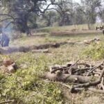 हरे नीम के पेड़ पर आरा, सिस्टम मौन क्यों है—क्या कानून सिर्फ कागज़ों में जिंदा है?